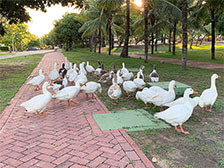 Gruppe aus Schwänen im Stadtpark