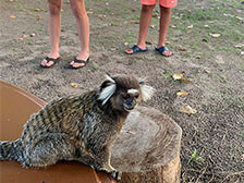 Kleines Äffchen im Zoo